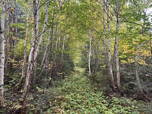 Wilderness Acreage